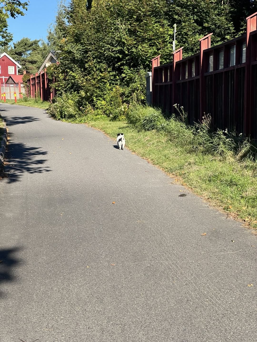 Found dog