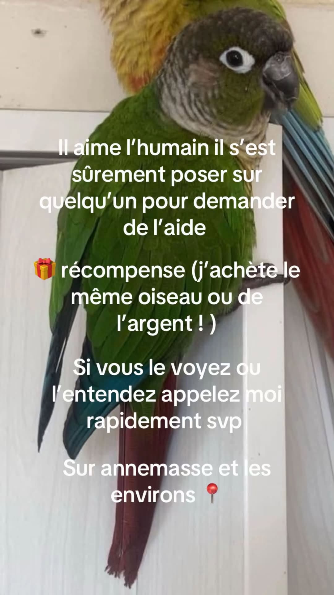 Lost Bird in Annemasse