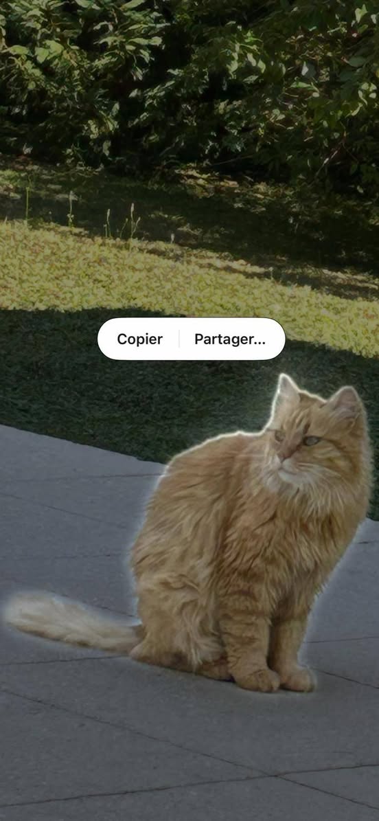 Lost Cat in Genthod