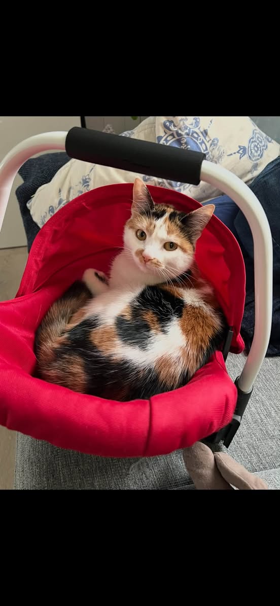 Lost Cat in Furnes