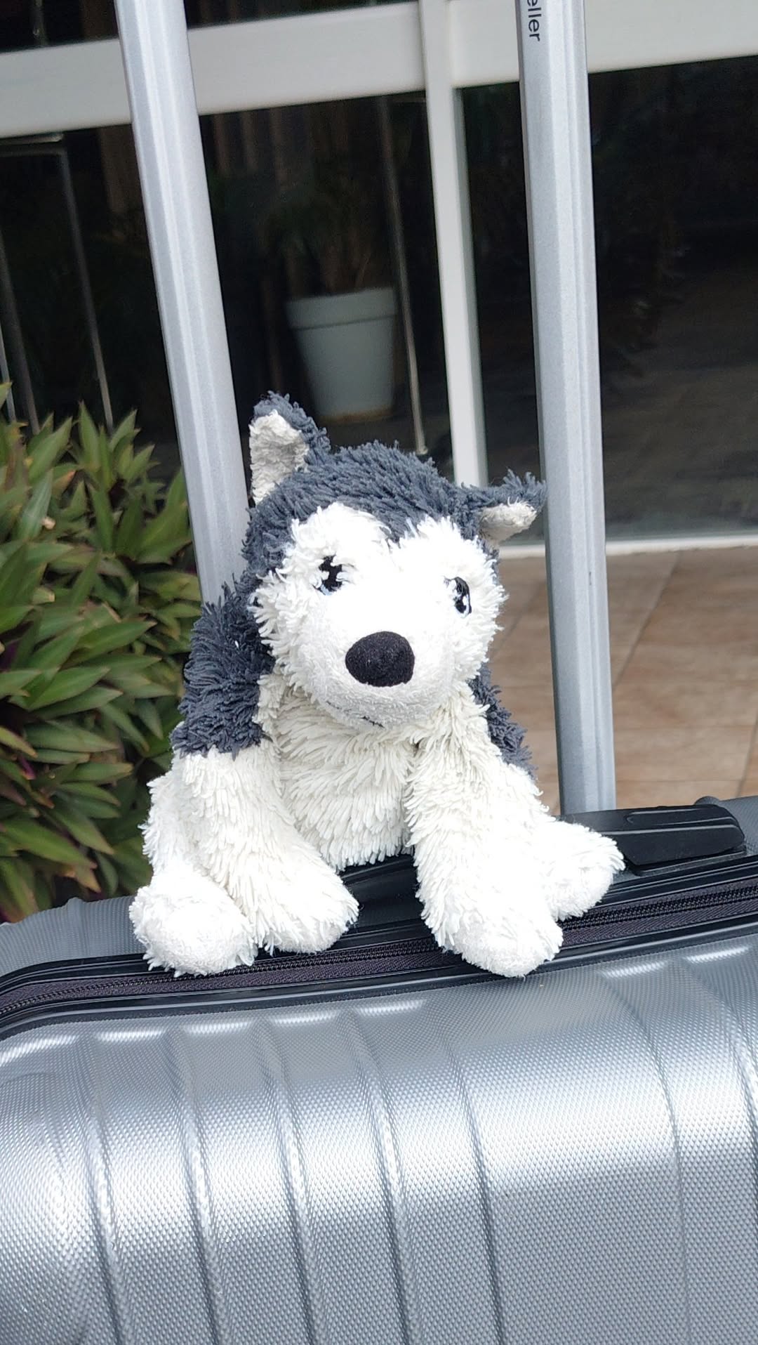 Lost Toy in Sydney