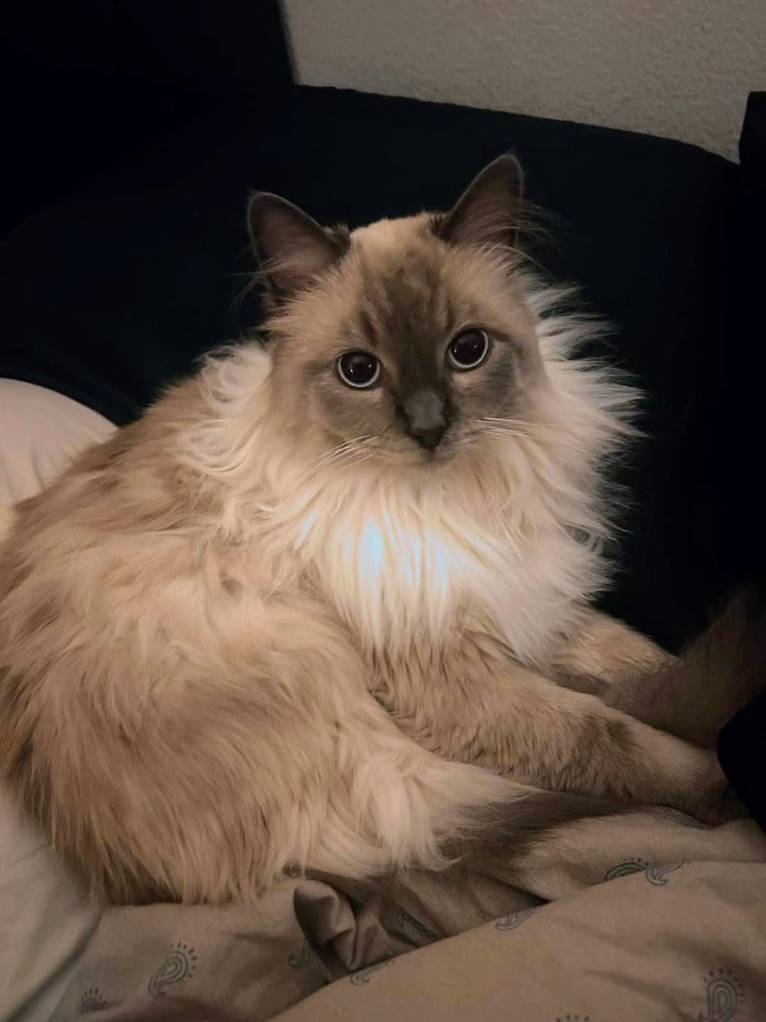 Lost Cat in Geneva
