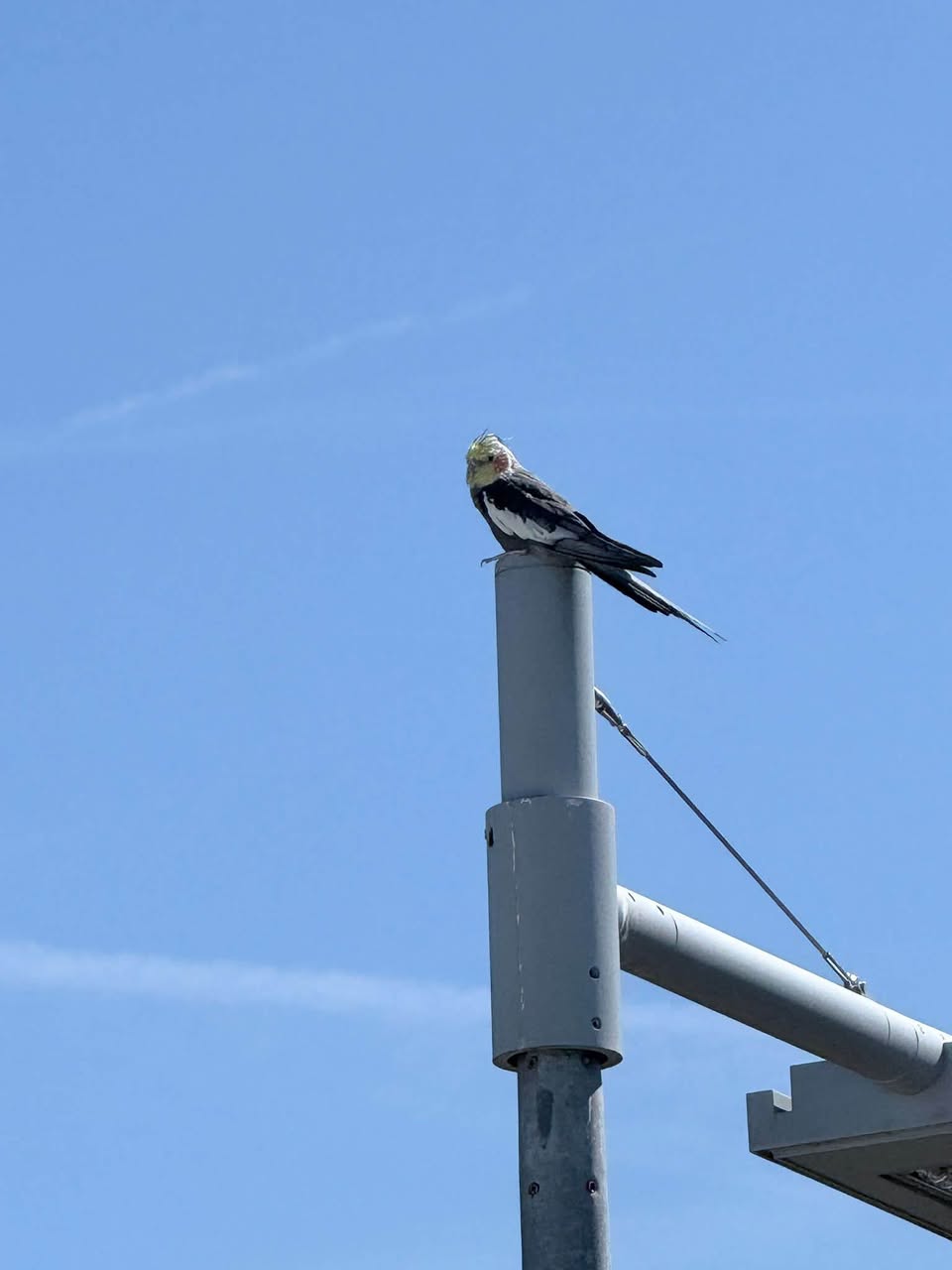 Found bird