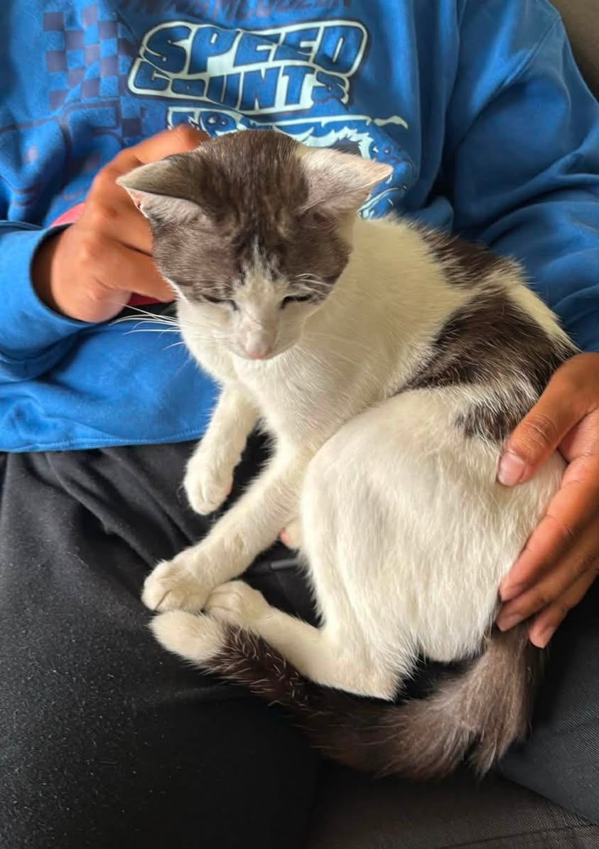 Lost Cat in Sydney