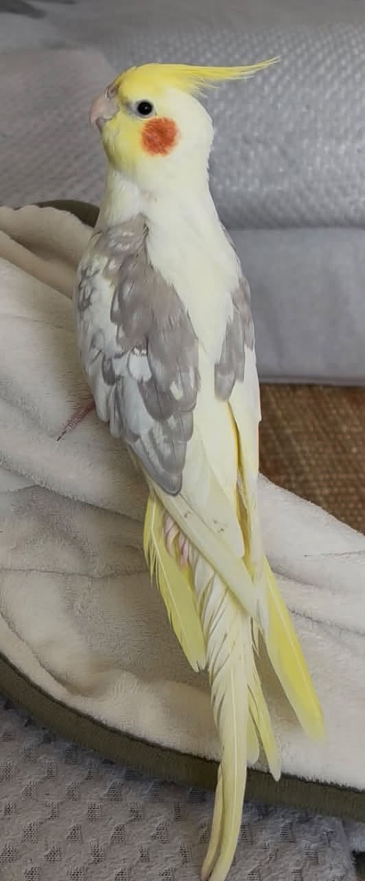 Lost Bird in Sydney