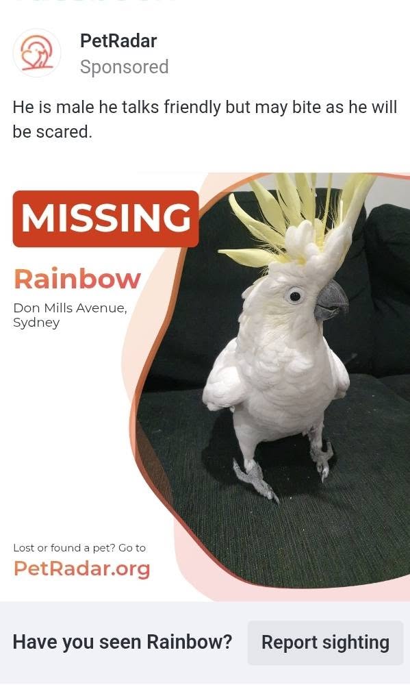 Lost Bird in Sydney