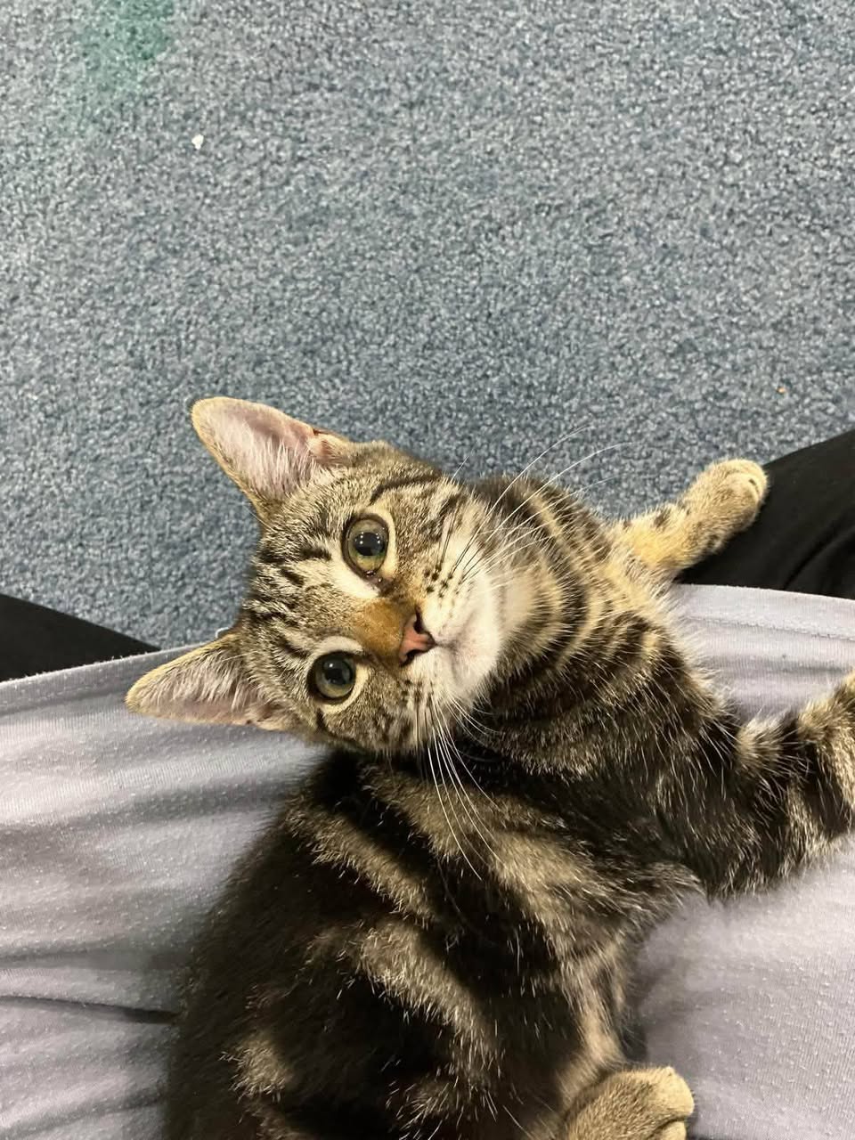 Lost Cat in Sydney