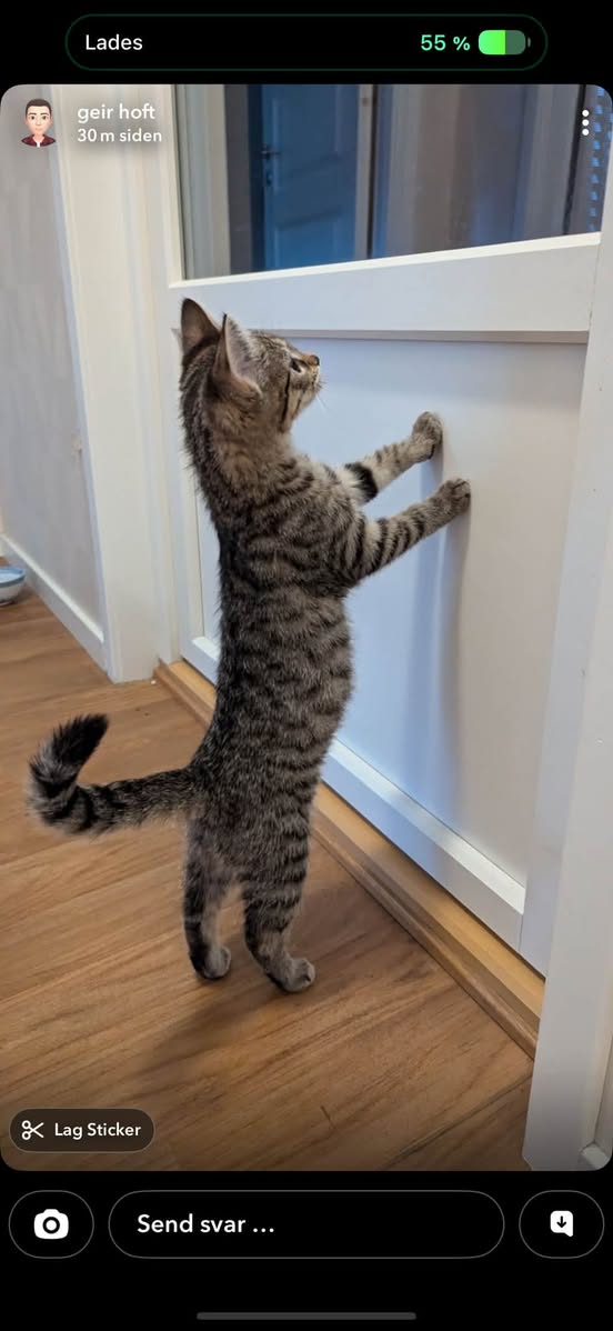 Lost cat