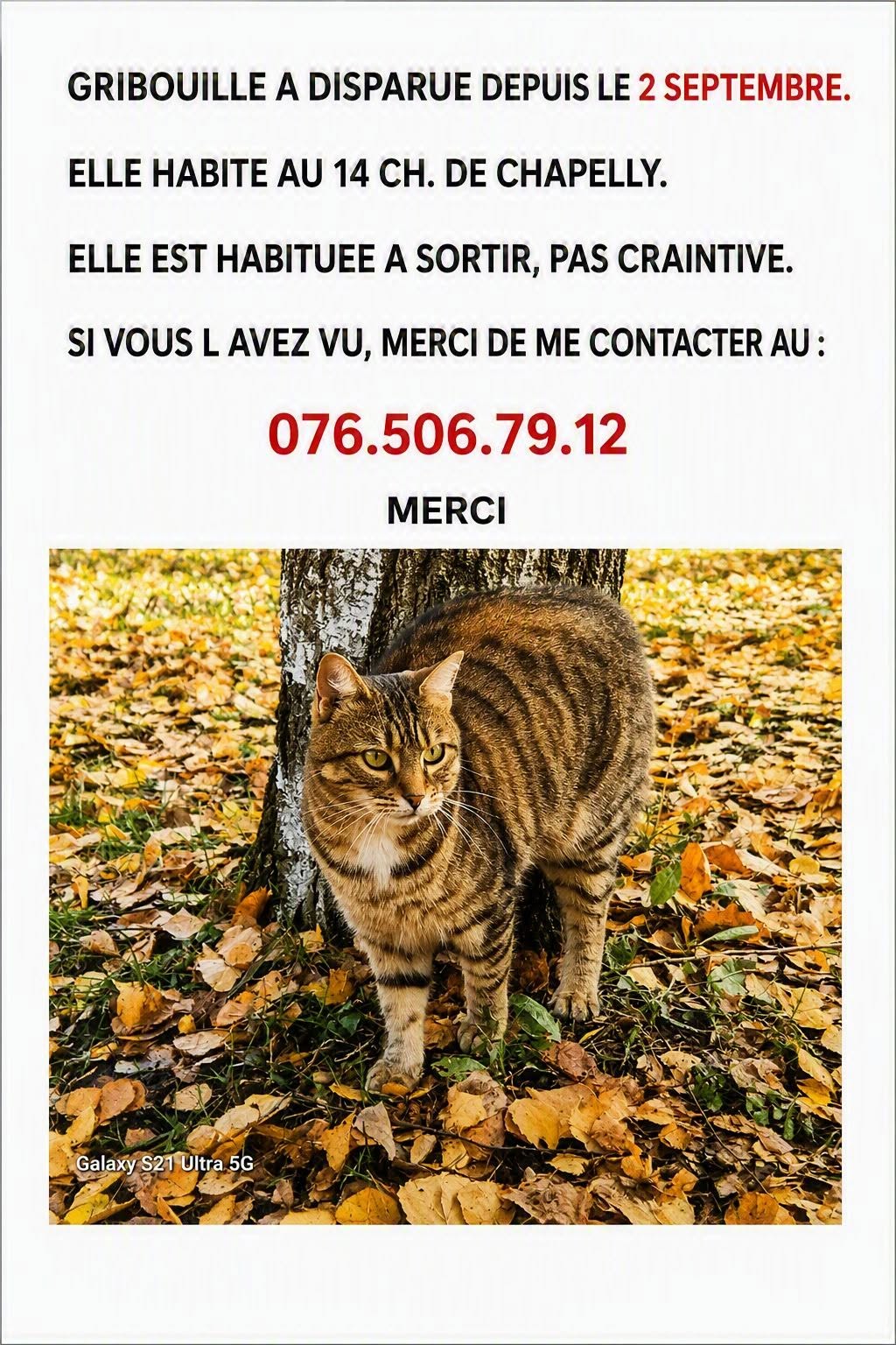 Lost Cat in Geneva