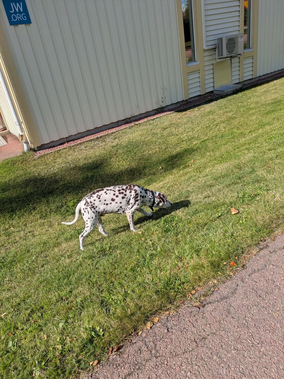 Found Dog in Parkstigen
