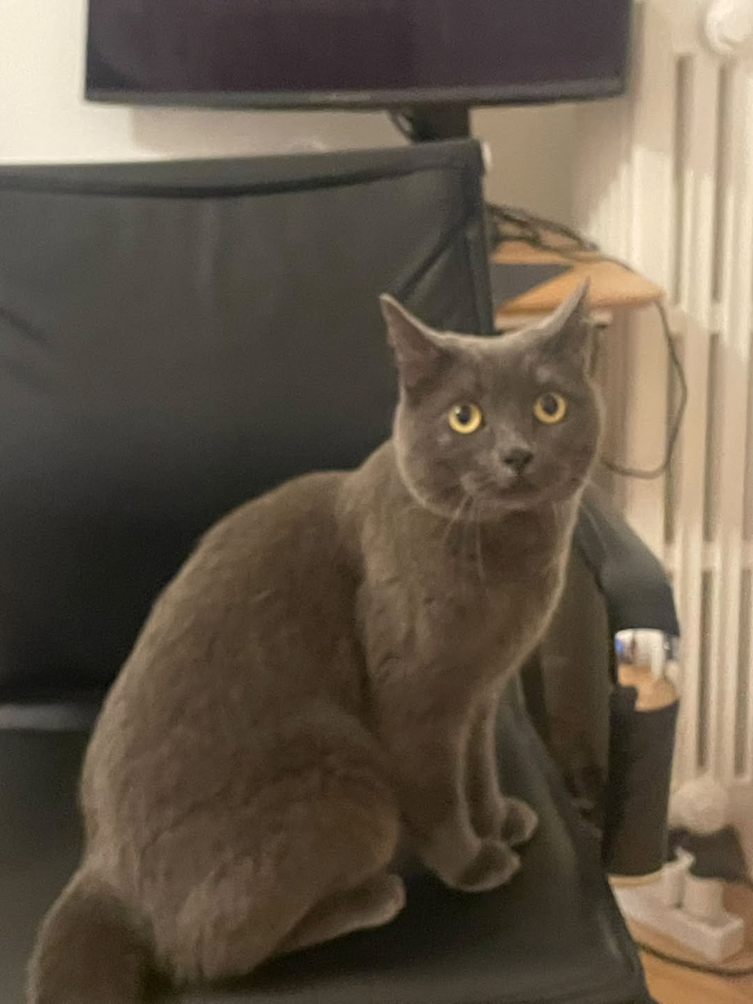 Found cat