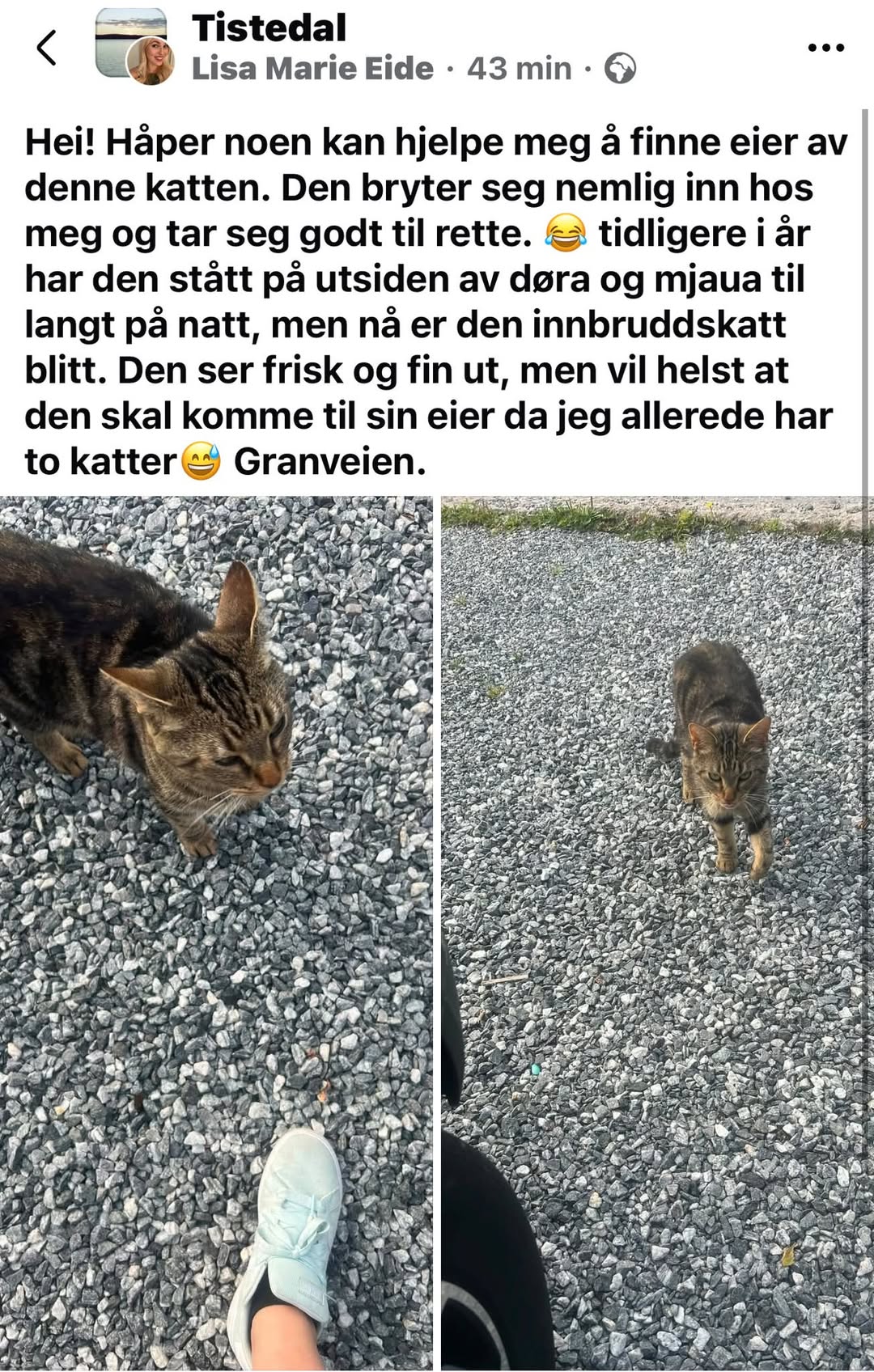Found cat