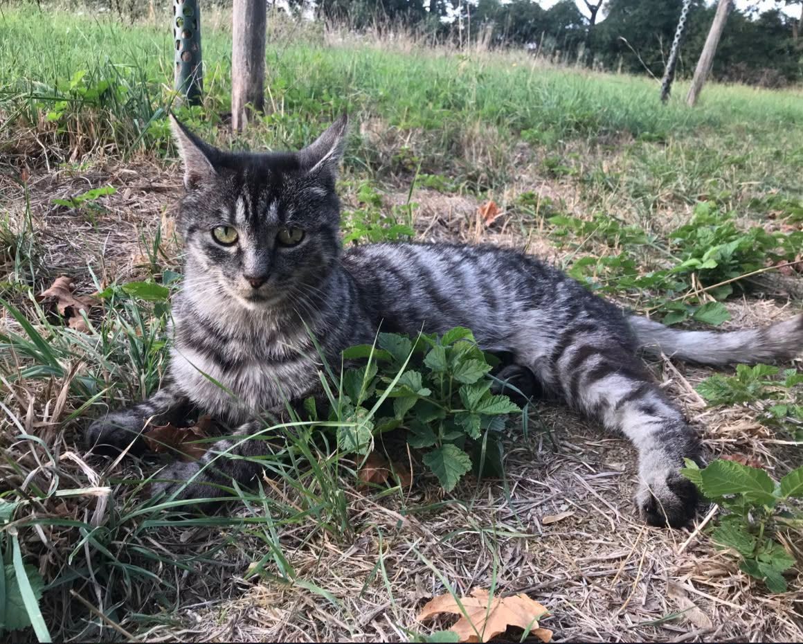 Found cat