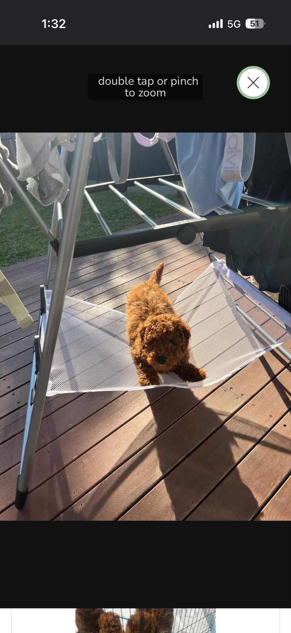 Lost Dog in Melbourne