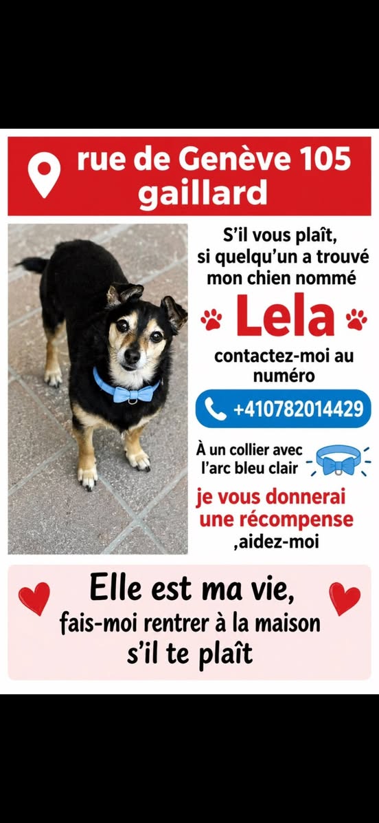 Lost Dog in Gaillard