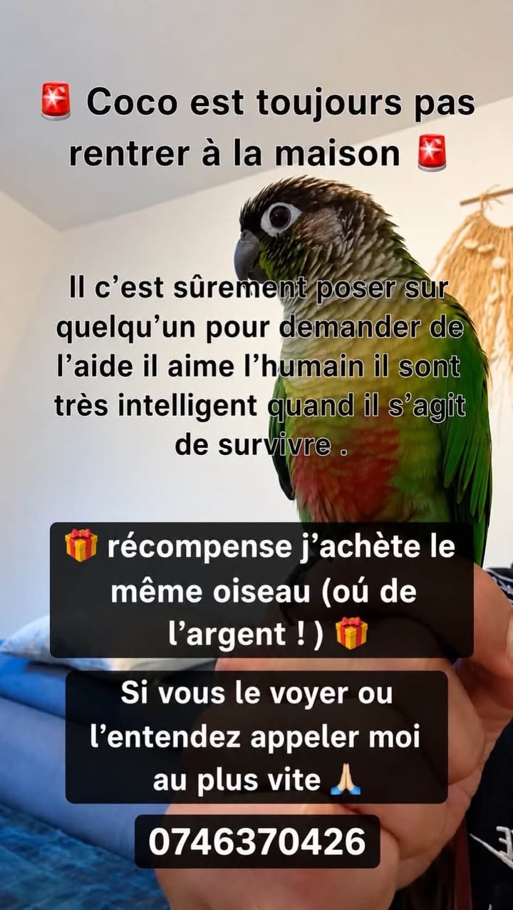 Lost Bird in Reignier