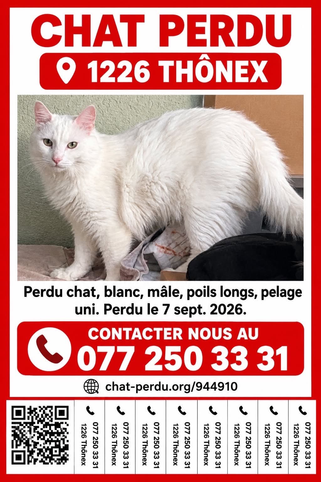 Lost cat