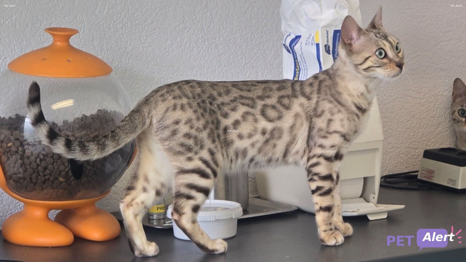Lost cat