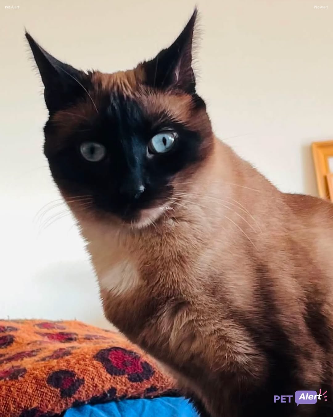 Lost Cat in Geneva