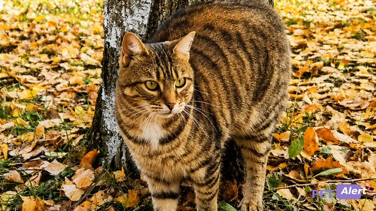 Lost cat