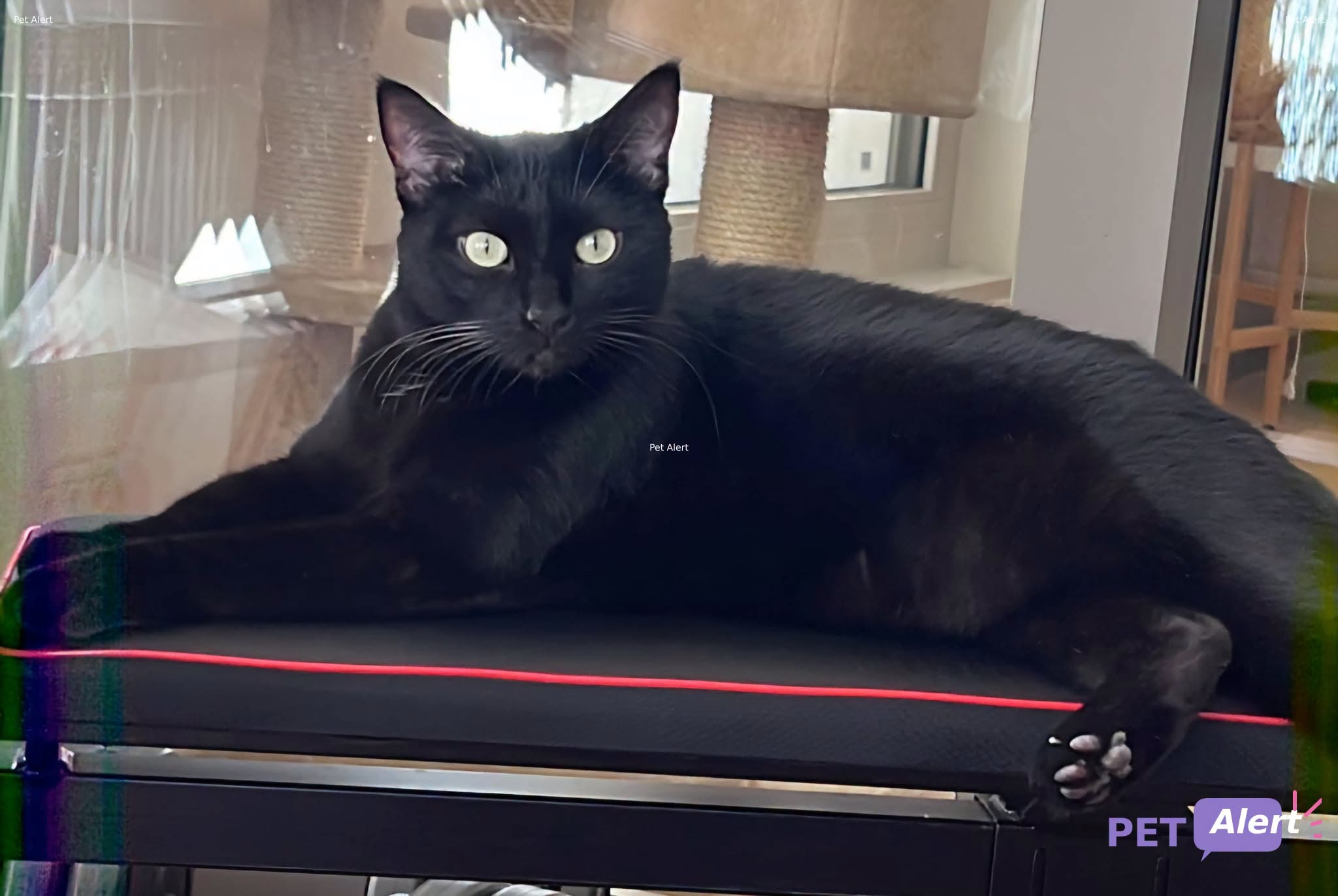 Lost Cat in Geneva
