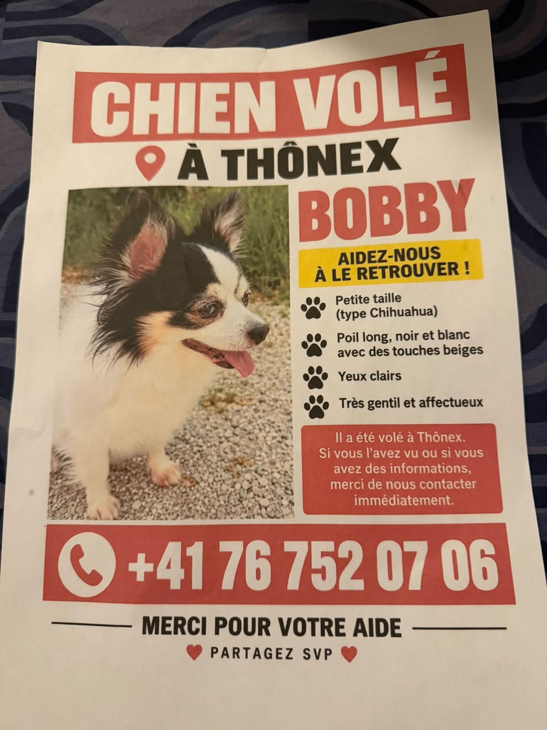 Lost Dog in Geneva
