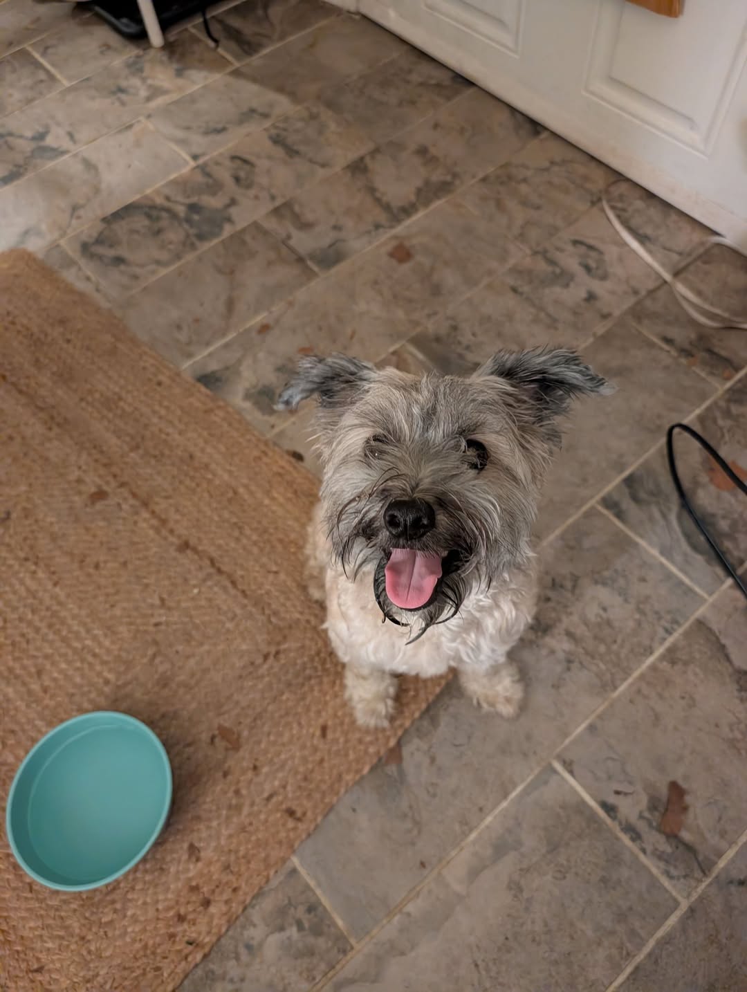 Found dog