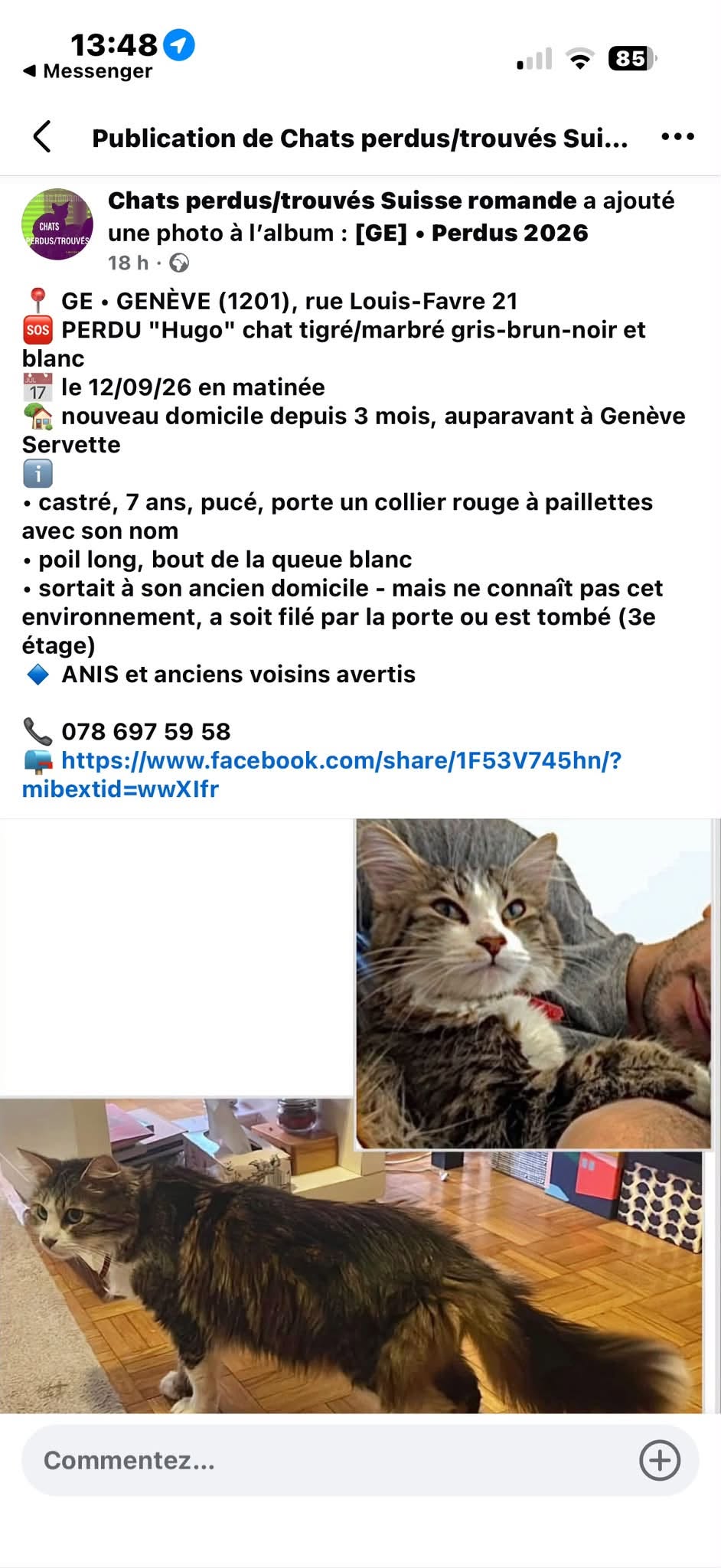 Lost Cat in Geneva