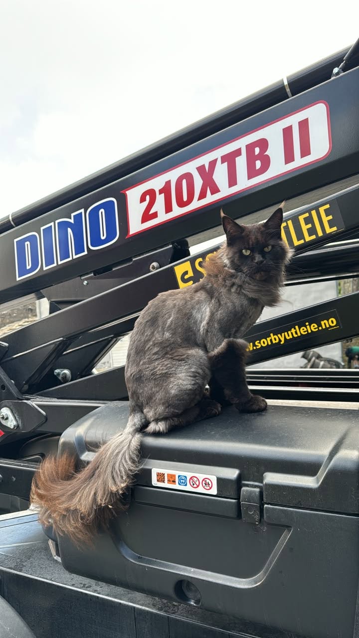Found cat
