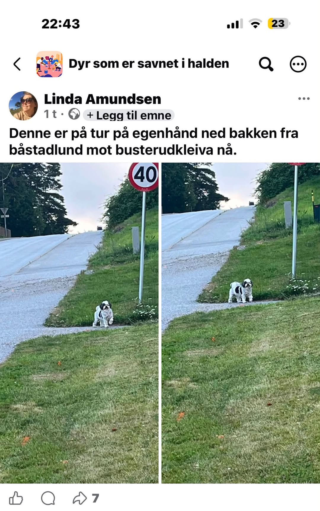 Found dog
