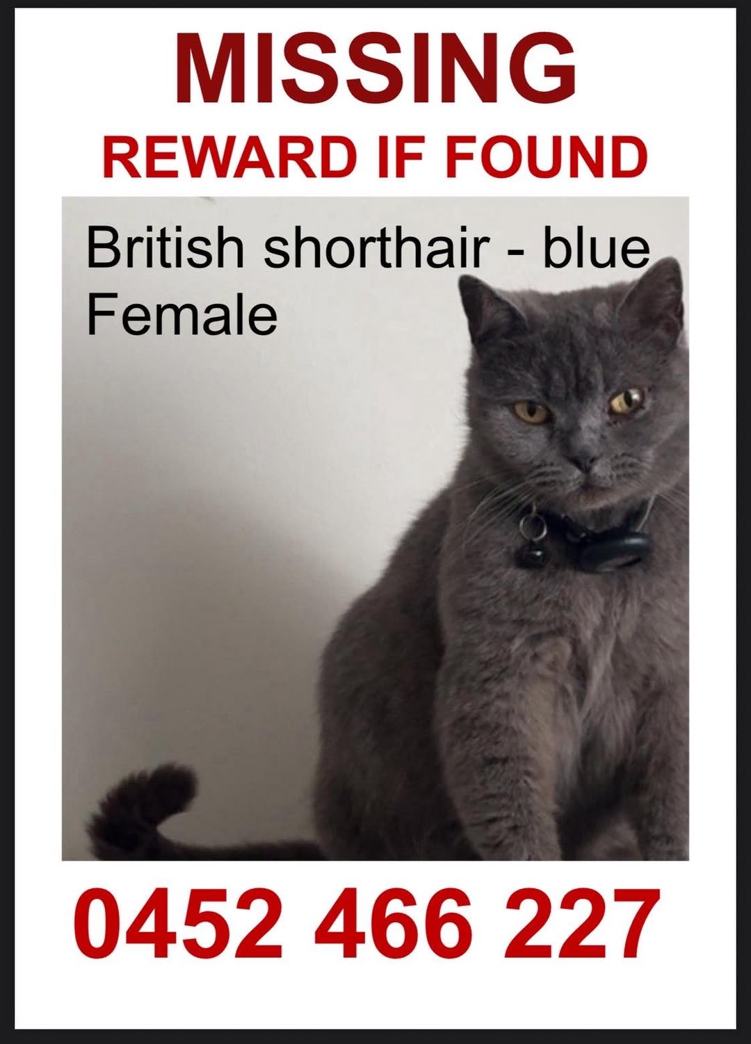 Lost Cat in Sydney