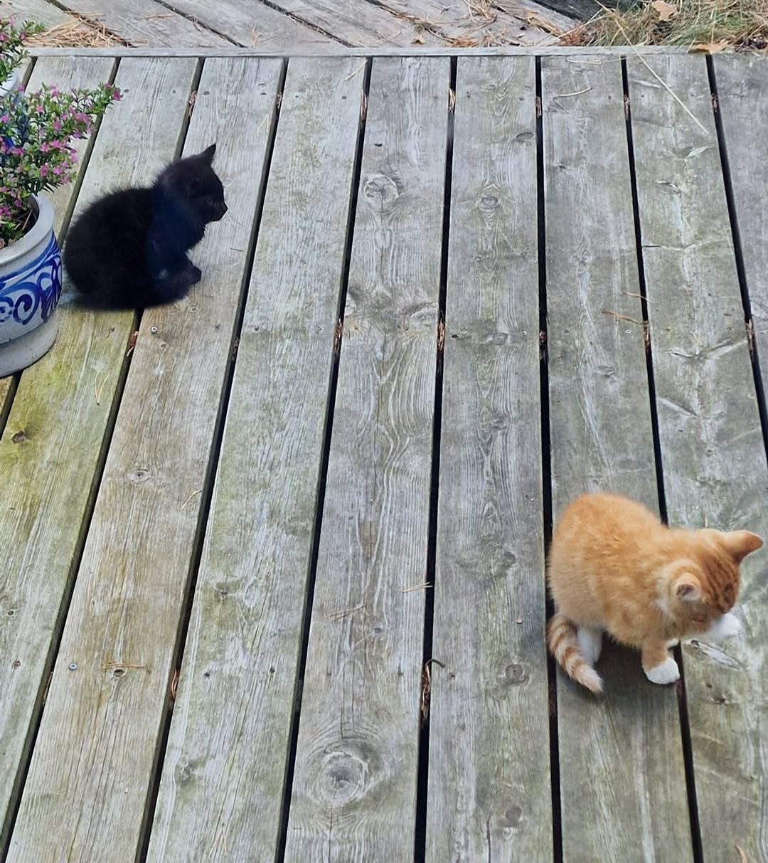 Found cat