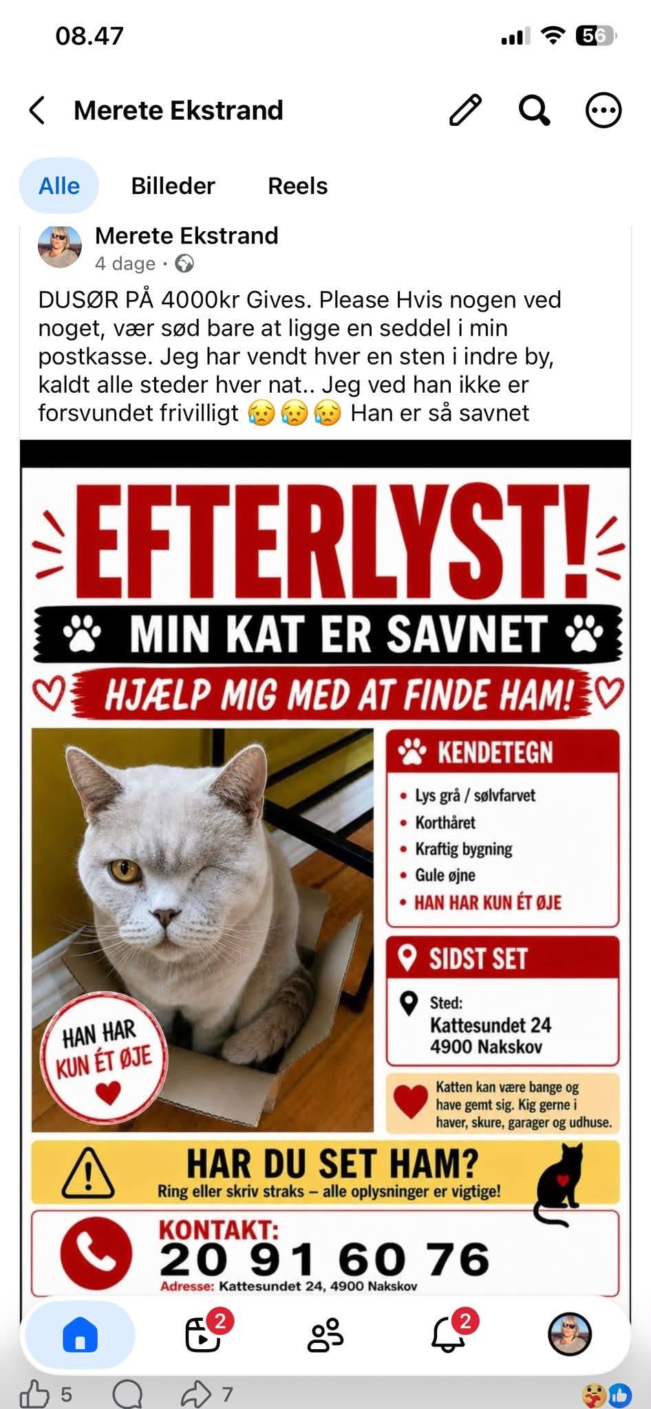 Lost Cat in Nakskov