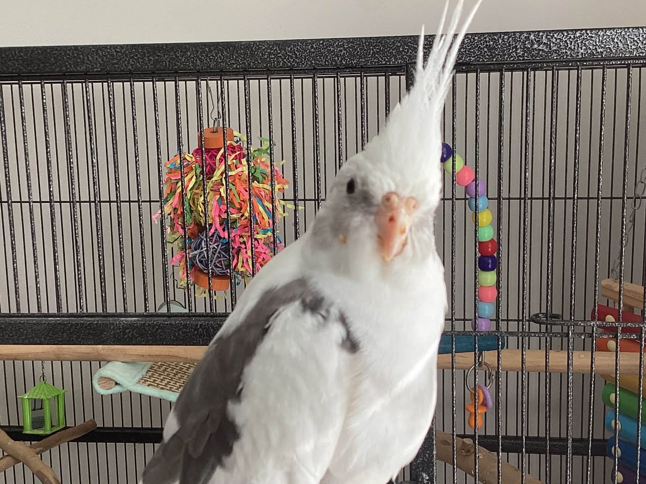 Lost Bird in Sydney