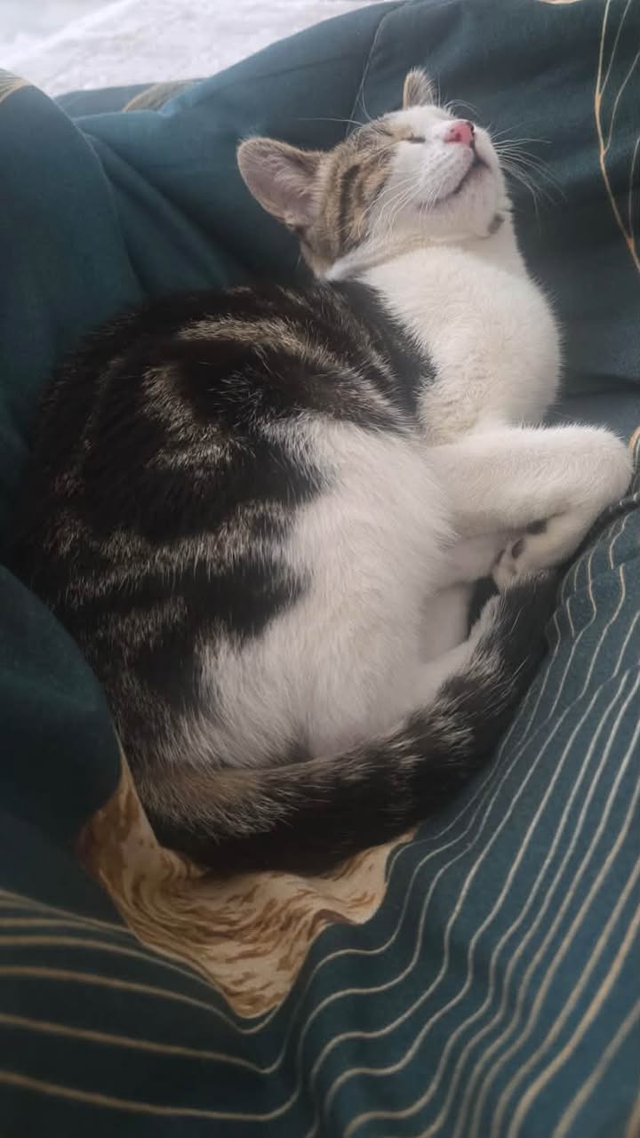 Found cat