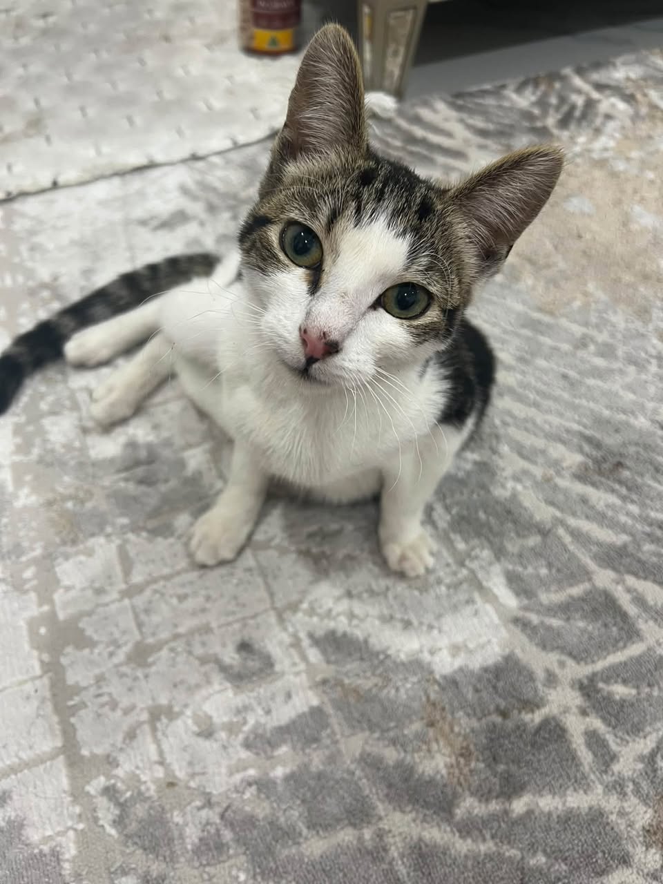 Found cat