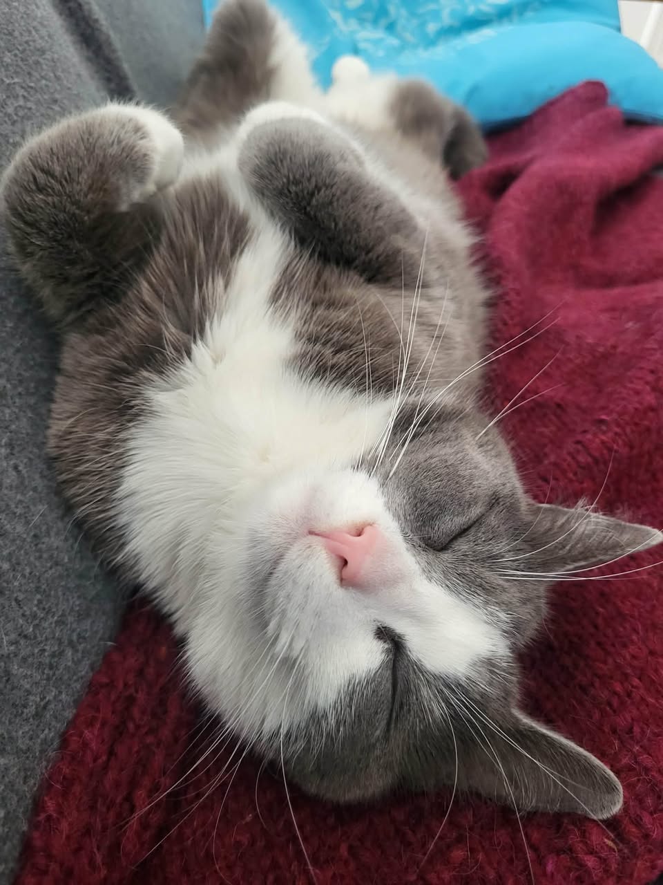 Lost Cat in Hobro