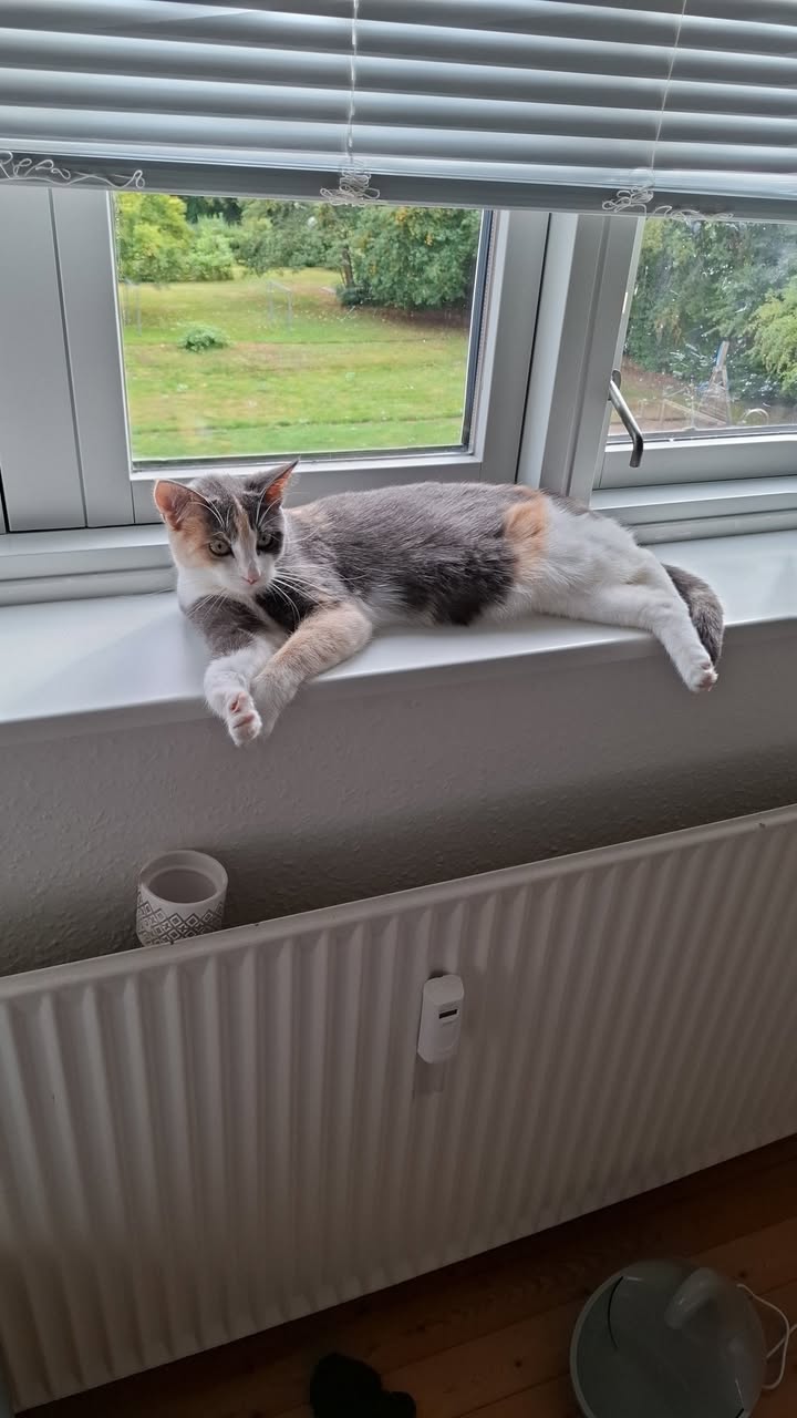 Lost Cat in Odense