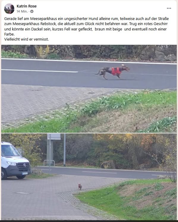 Found dog