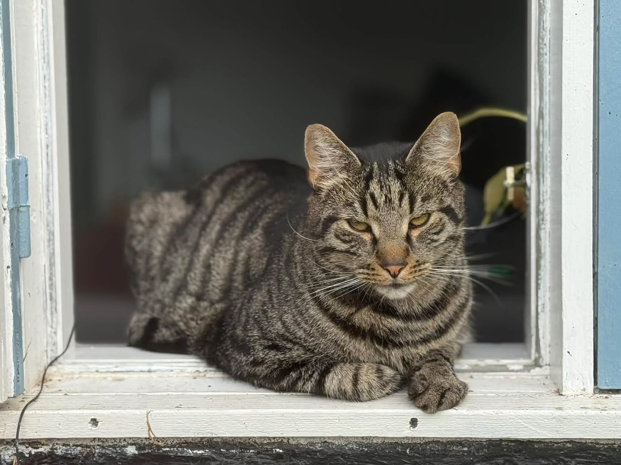 Lost Cat in Ruds Vedby