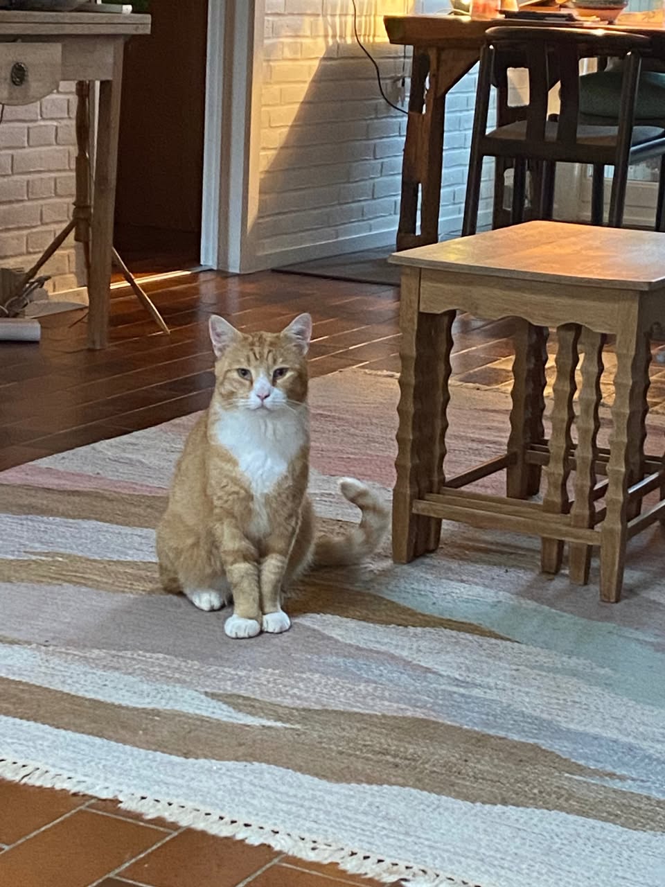 Lost cat