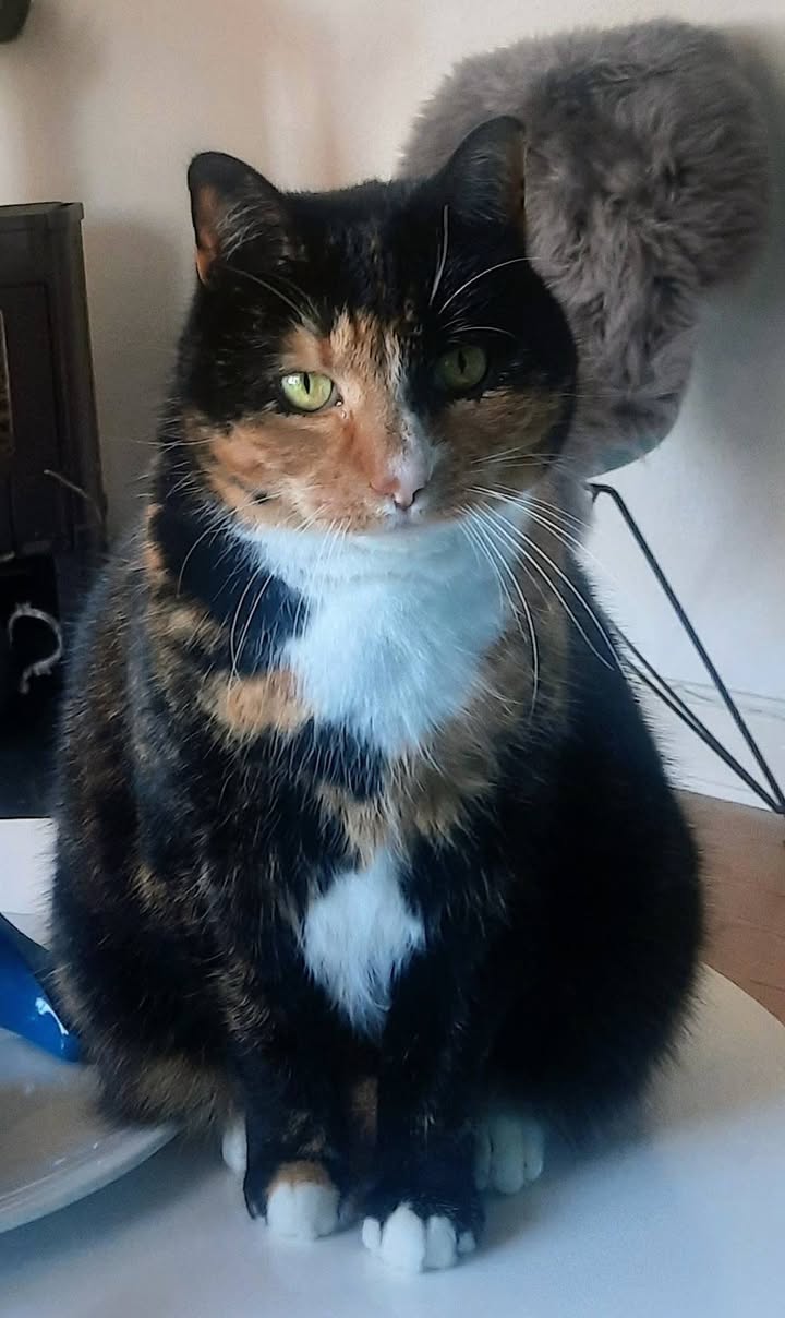 Lost Cat in Ulstrup