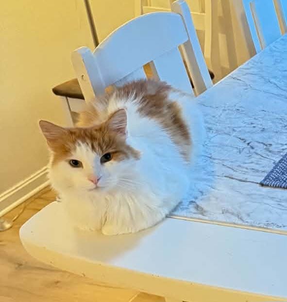 Lost Cat in Halden