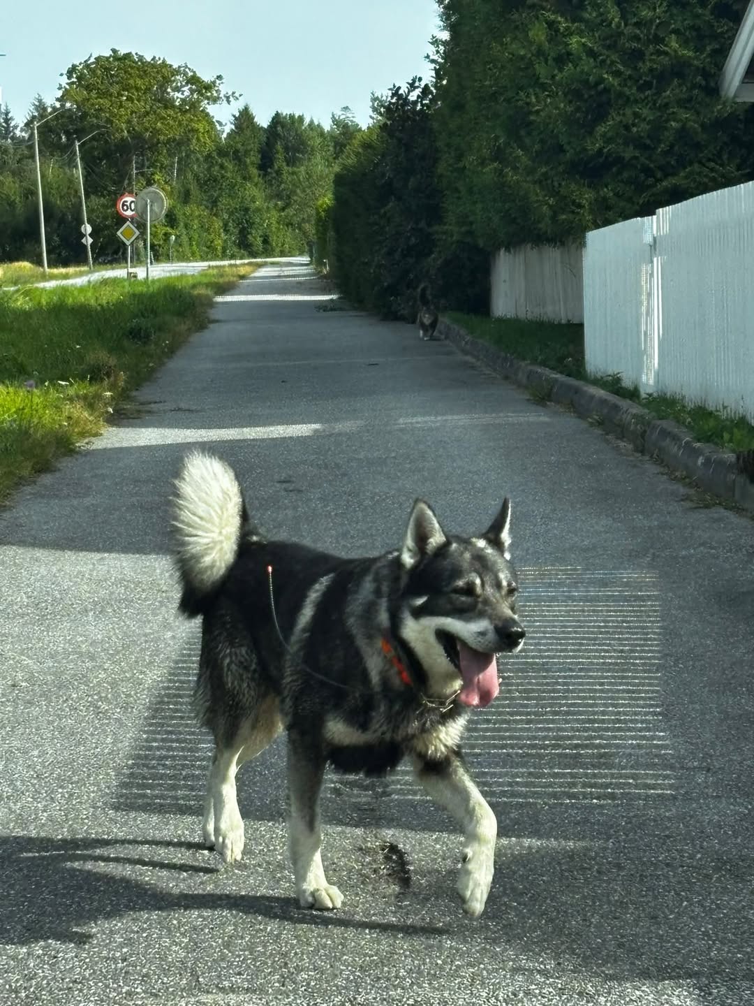 Found dog