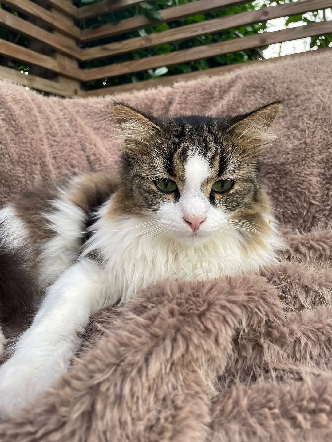 Found cat
