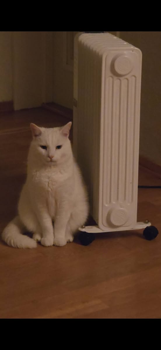 Lost Cat in Halden