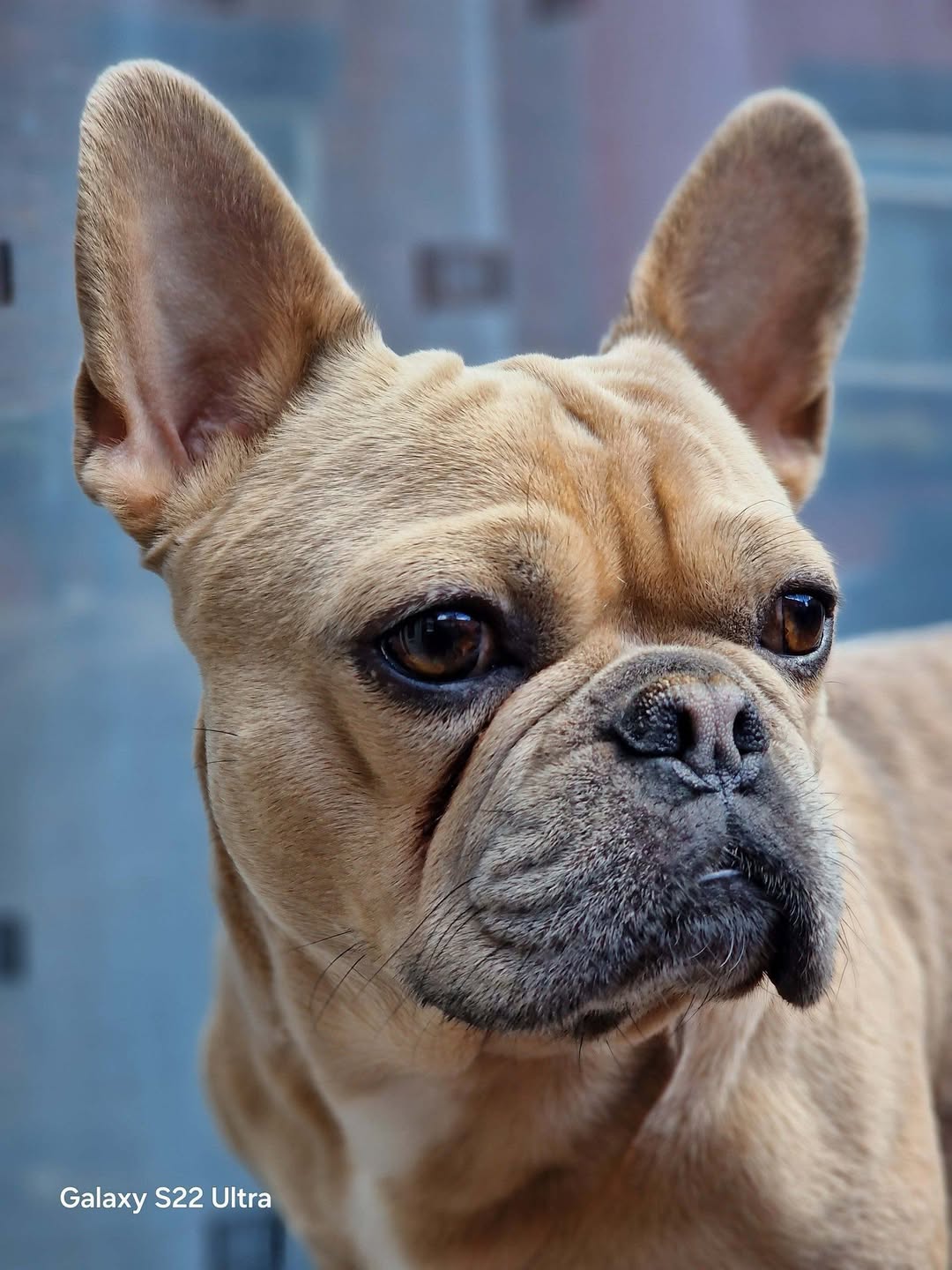 Lost Dog in Leeds