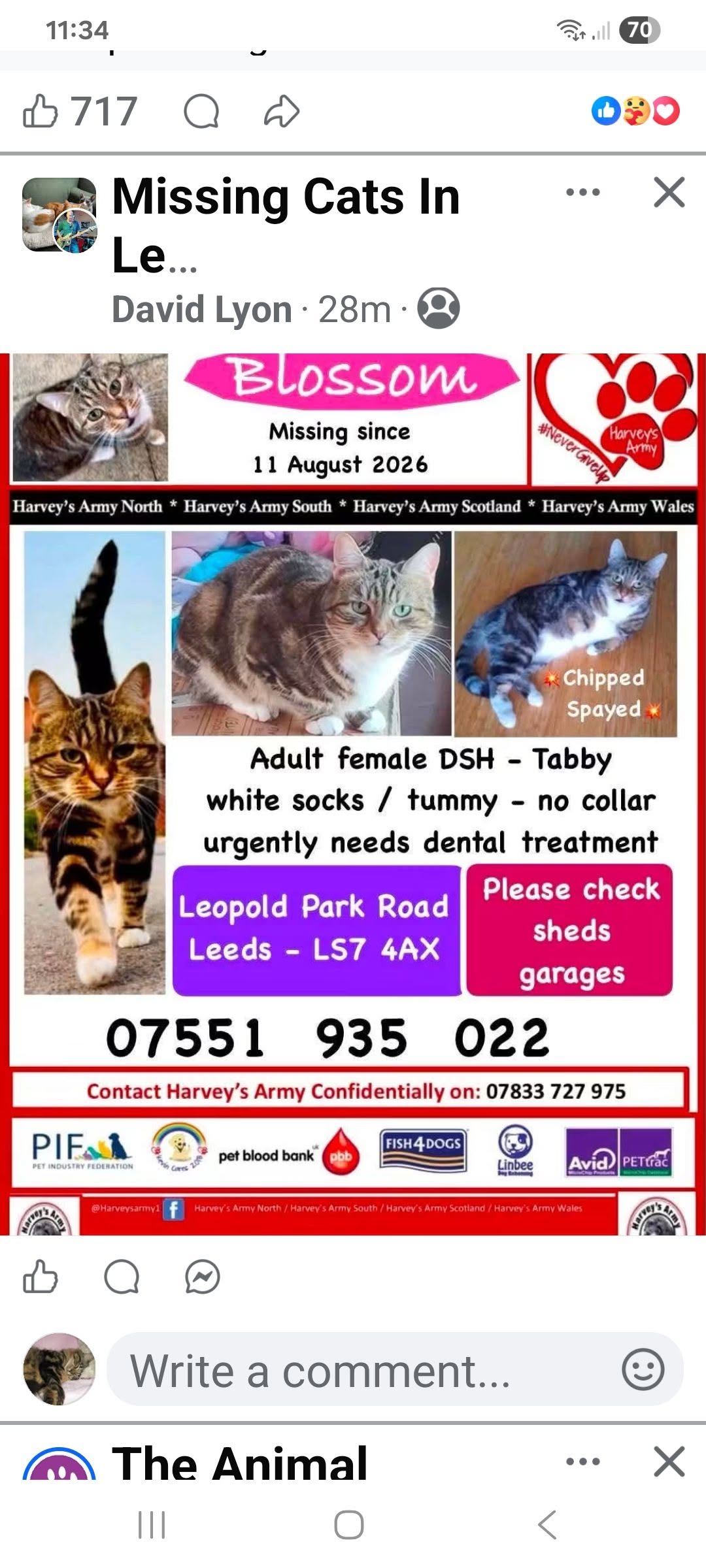 Lost Cat in Leeds