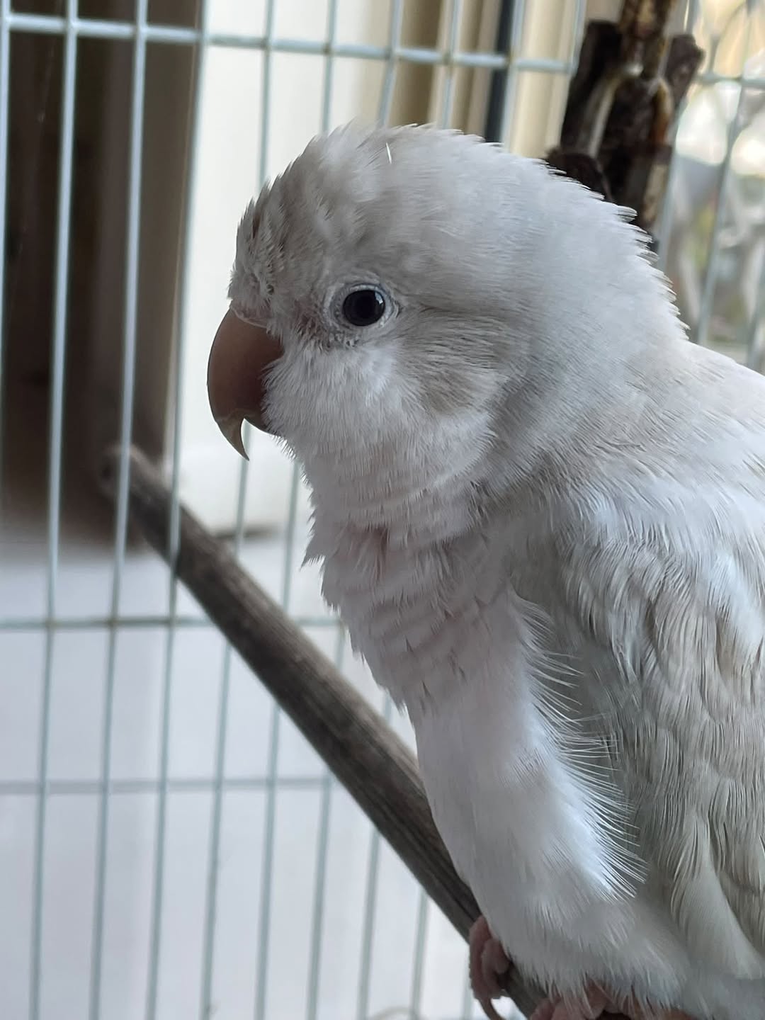 Found bird