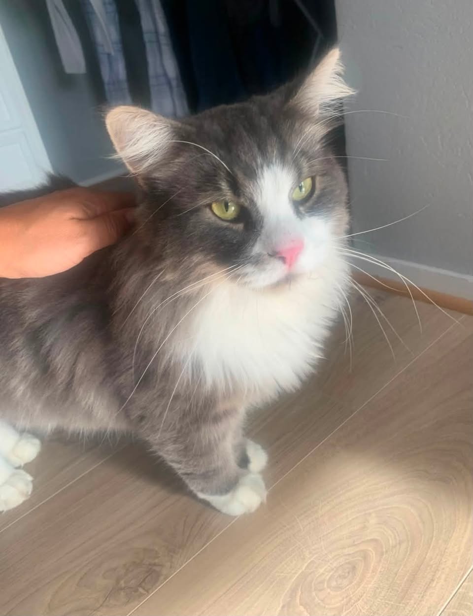 Lost Cat in Halden